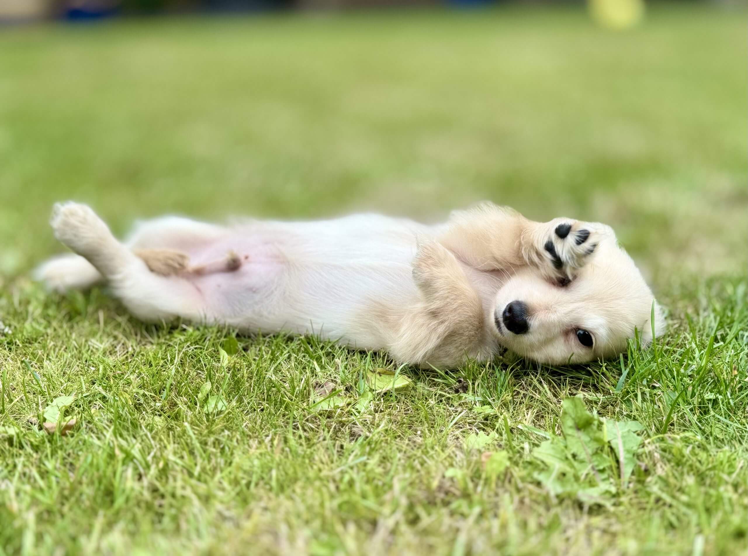 Gallery English Cream Dachshund